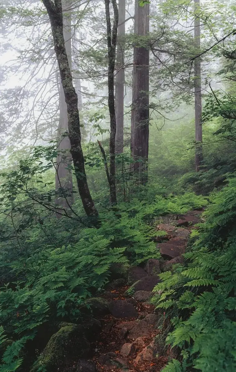 Misty forest trail among tall trees and ferns
